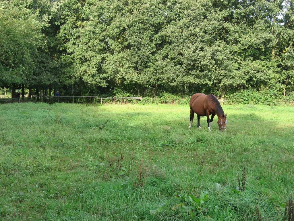 Rustpunt Groote Heide Bed & Breakfast Heeze Exterior photo